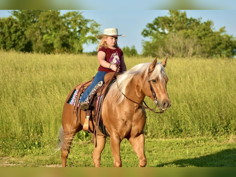 American Quarter Horse Castrone 5 Anni 155 cm Palomino in Crab Orchard, KY