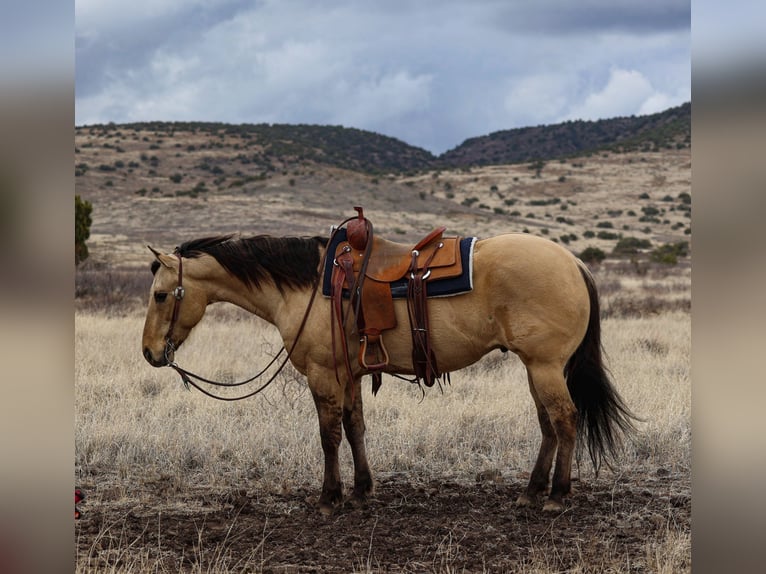 American Quarter Horse Castrone 5 Anni 155 cm in Camp Verde, AZ