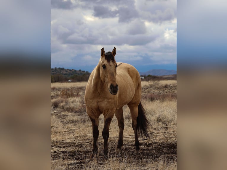 American Quarter Horse Castrone 5 Anni 155 cm in Camp Verde, AZ