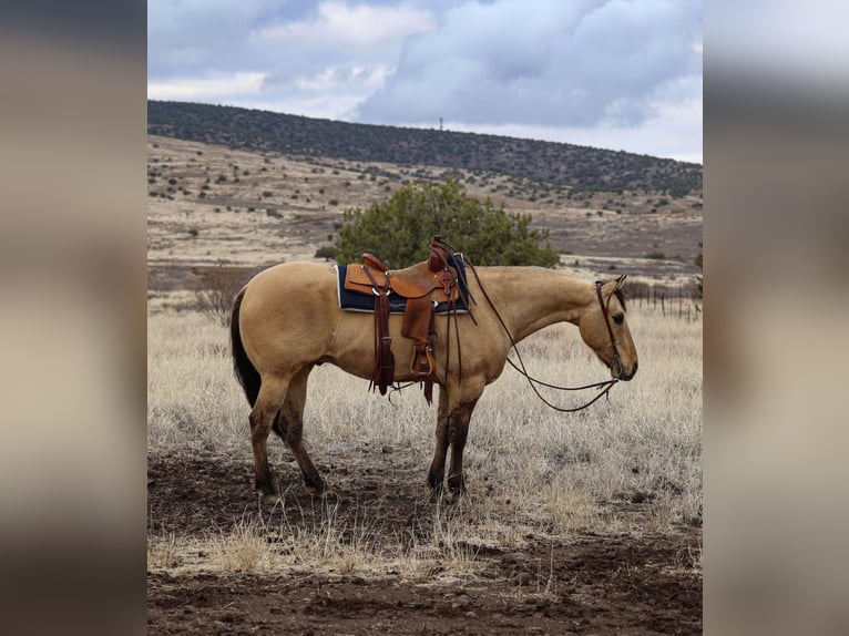 American Quarter Horse Castrone 5 Anni 155 cm in Camp Verde, AZ