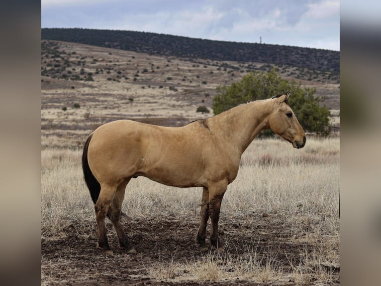 American Quarter Horse Castrone 5 Anni 155 cm in Camp Verde, AZ