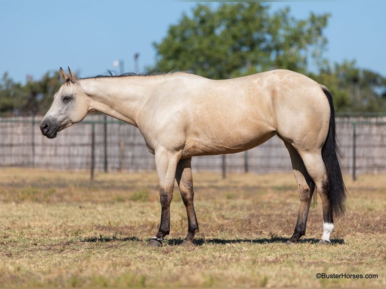 American Quarter Horse Castrone 5 Anni 155 cm Pelle di daino in Weatherford TX