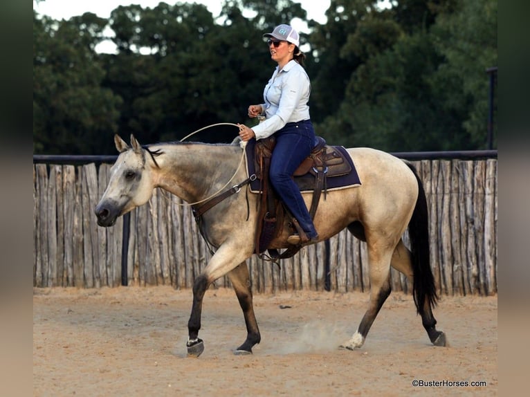 American Quarter Horse Castrone 5 Anni 155 cm Pelle di daino in Weatherford TX