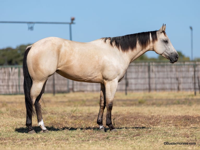 American Quarter Horse Castrone 5 Anni 155 cm Pelle di daino in Weatherford TX