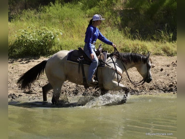 American Quarter Horse Castrone 5 Anni 155 cm Pelle di daino in Weatherford TX