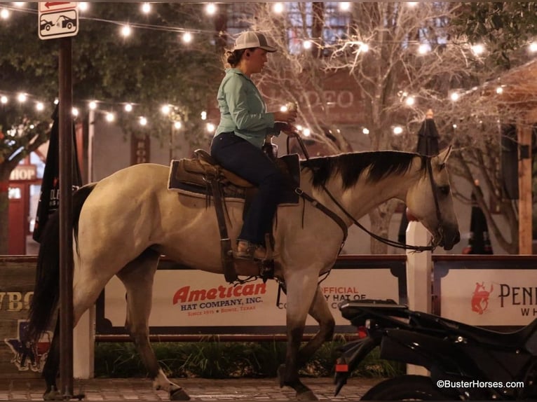 American Quarter Horse Castrone 5 Anni 155 cm Pelle di daino in Weatherford TX