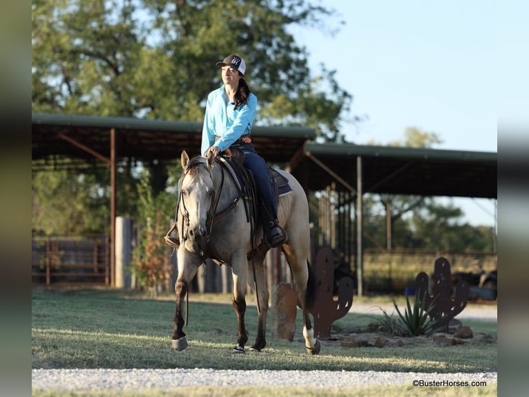 American Quarter Horse Castrone 5 Anni 155 cm Pelle di daino in Weatherford TX