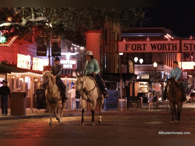 American Quarter Horse Castrone 5 Anni 155 cm Pelle di daino in Weatherford TX