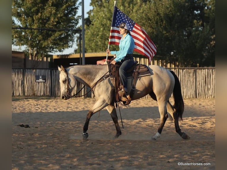 American Quarter Horse Castrone 5 Anni 155 cm Pelle di daino in Weatherford TX