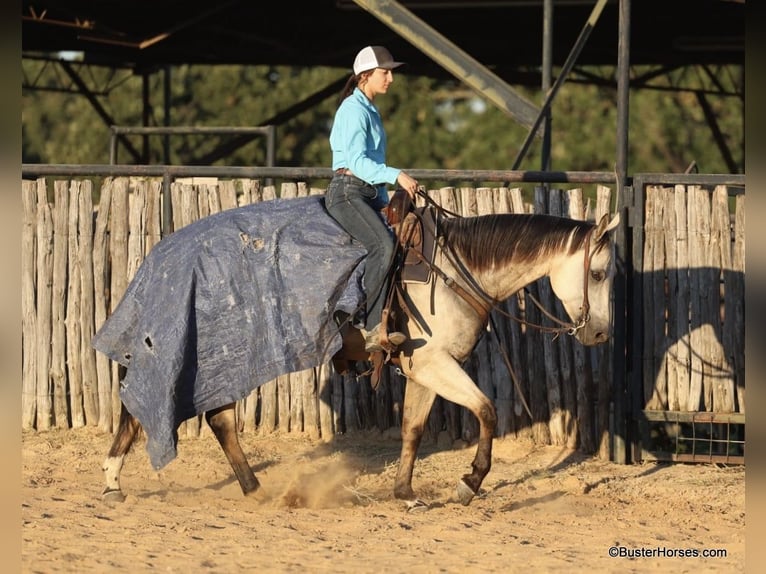 American Quarter Horse Castrone 5 Anni 155 cm Pelle di daino in Weatherford TX