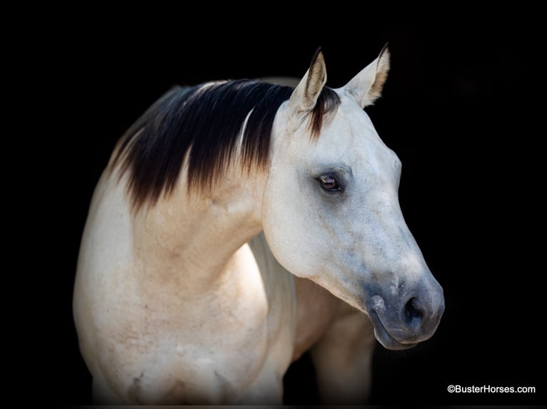 American Quarter Horse Castrone 5 Anni 155 cm Pelle di daino in Weatherford TX