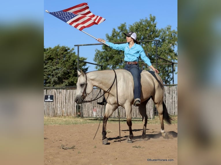 American Quarter Horse Castrone 5 Anni 155 cm Pelle di daino in Weatherford TX