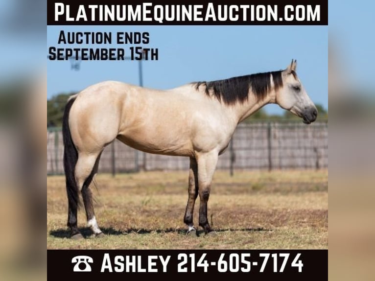 American Quarter Horse Castrone 5 Anni 155 cm Pelle di daino in Weatherford TX