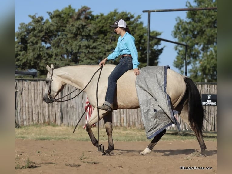 American Quarter Horse Castrone 5 Anni 155 cm Pelle di daino in Weatherford TX