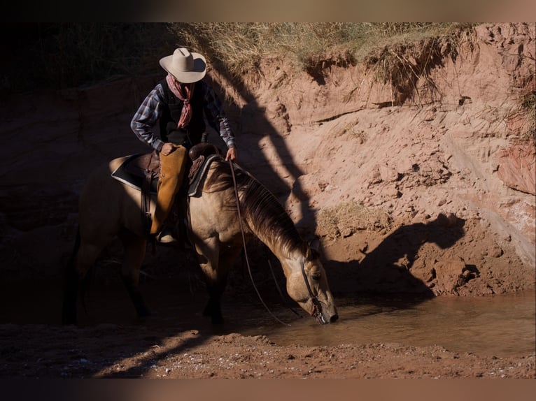 American Quarter Horse Castrone 5 Anni 155 cm Pelle di daino in Canyon, TX