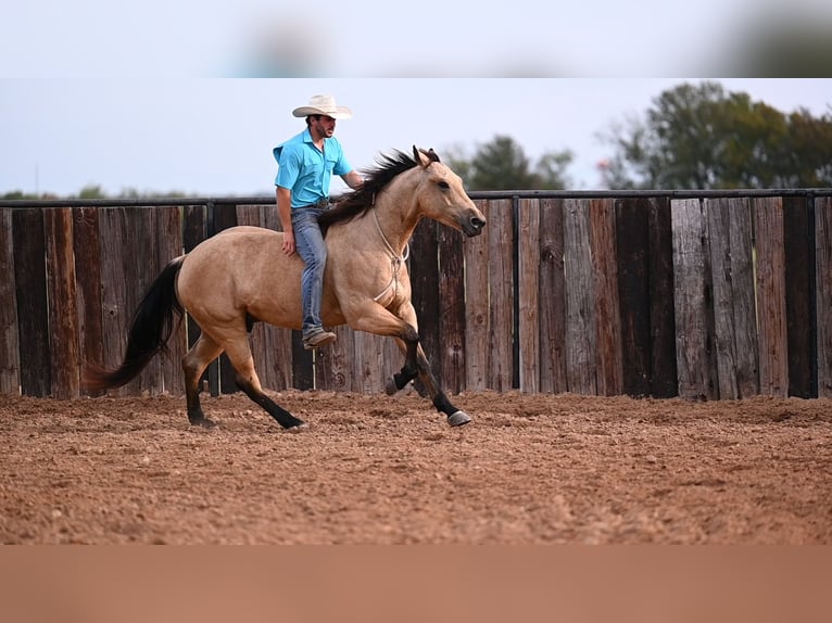 American Quarter Horse Castrone 5 Anni 155 cm Pelle di daino in Canyon, TX