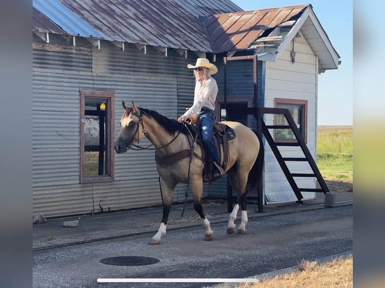 American Quarter Horse Castrone 5 Anni 155 cm Pelle di daino in Byers TX