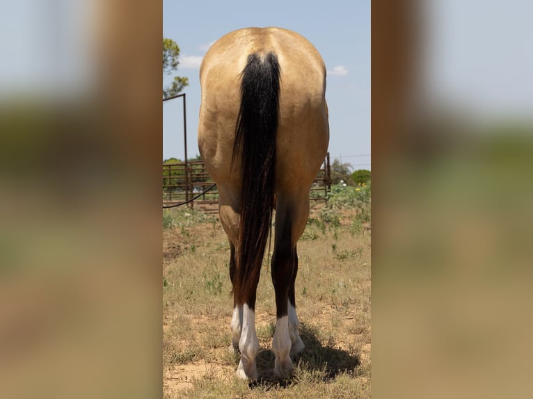 American Quarter Horse Castrone 5 Anni 155 cm Pelle di daino in Byers TX