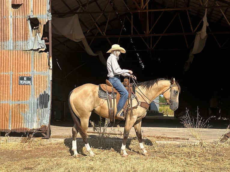 American Quarter Horse Castrone 5 Anni 155 cm Pelle di daino in Byers TX