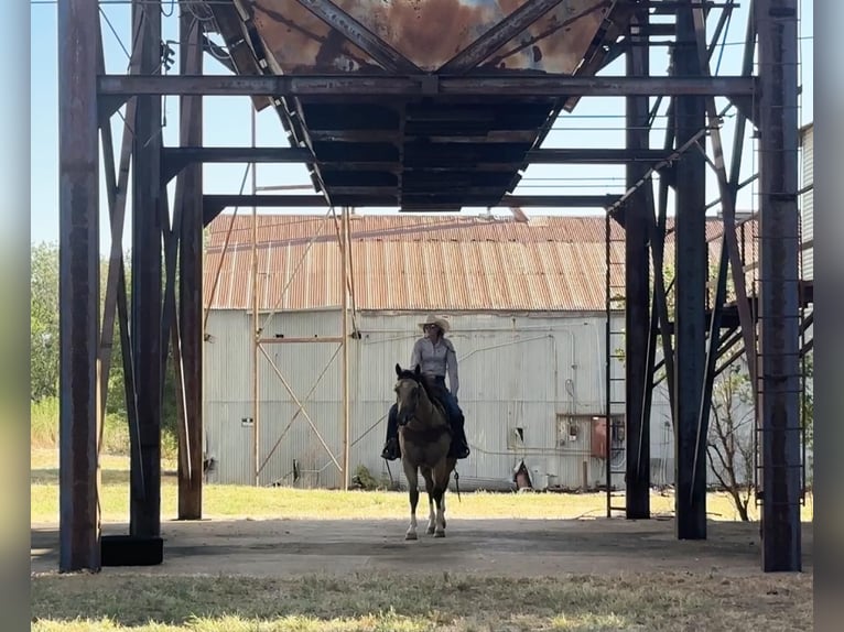 American Quarter Horse Castrone 5 Anni 155 cm Pelle di daino in Byers TX