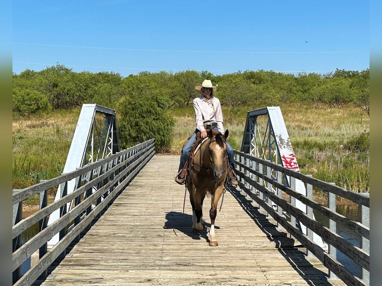 American Quarter Horse Castrone 5 Anni 155 cm Pelle di daino in Byers TX