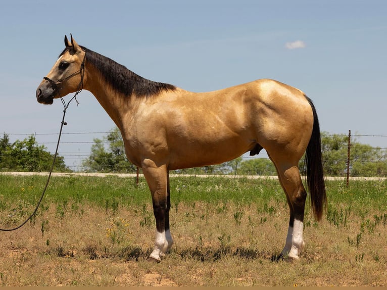 American Quarter Horse Castrone 5 Anni 155 cm Pelle di daino in Byers TX