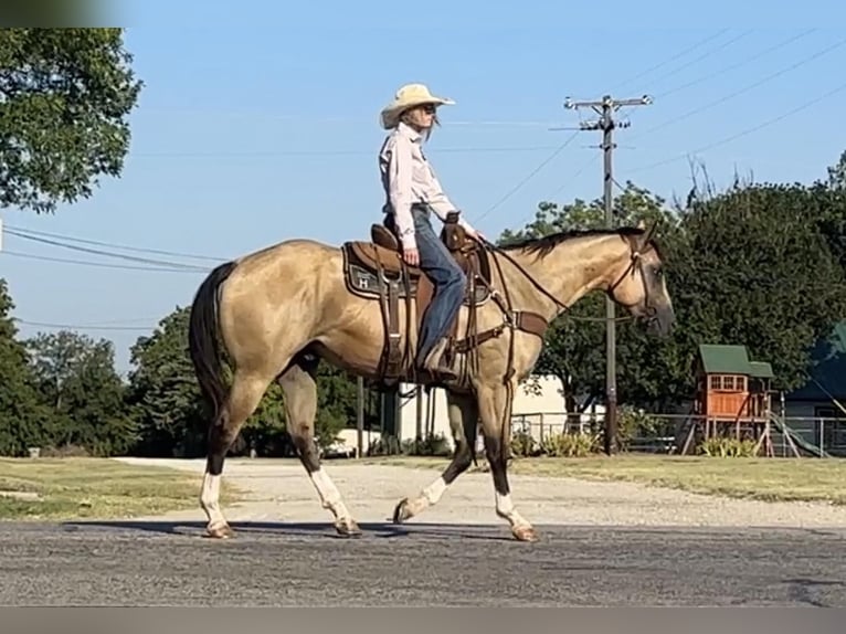 American Quarter Horse Castrone 5 Anni 155 cm Pelle di daino in Byers TX