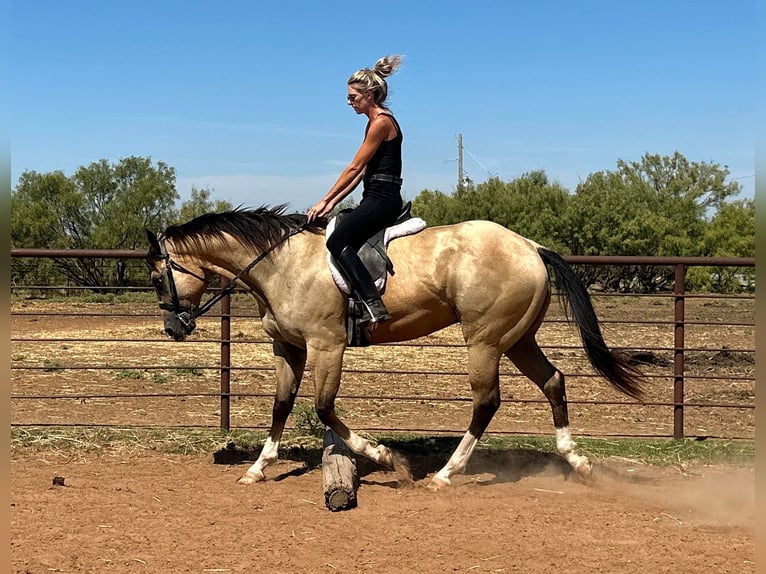 American Quarter Horse Castrone 5 Anni 155 cm Pelle di daino in Byers TX