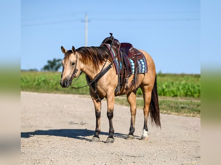 American Quarter Horse Castrone 5 Anni 155 cm Pelle di daino in Canistota, SD