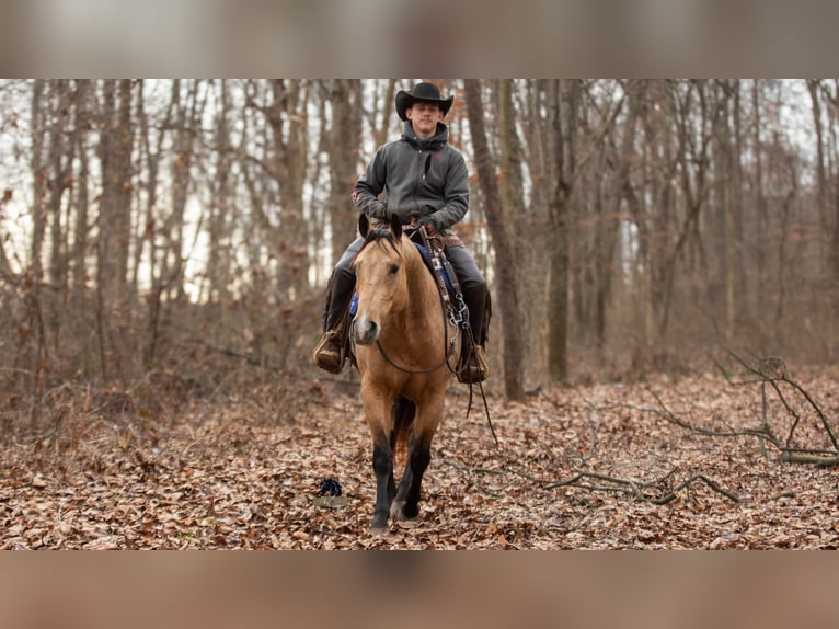 American Quarter Horse Castrone 5 Anni 155 cm Pelle di daino in Fredericksburg