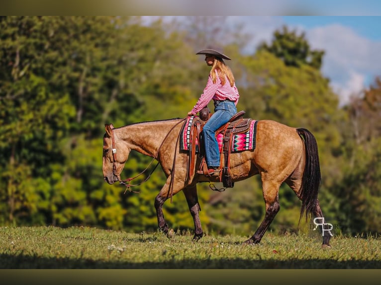 American Quarter Horse Castrone 5 Anni 155 cm Pelle di daino in Lyles