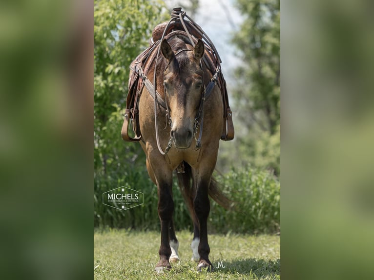 American Quarter Horse Castrone 5 Anni 155 cm Pelle di daino in River Falls, WI