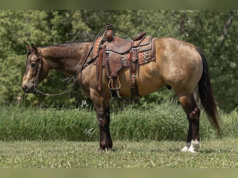 American Quarter Horse Castrone 5 Anni 155 cm Pelle di daino in River Falls, WI