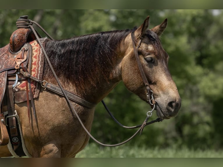 American Quarter Horse Castrone 5 Anni 155 cm Pelle di daino in River Falls, WI