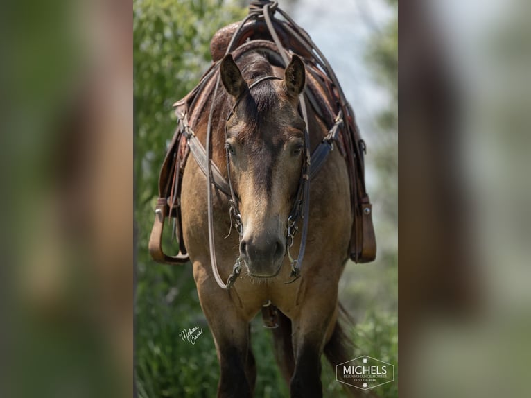 American Quarter Horse Castrone 5 Anni 155 cm Pelle di daino in River Falls, WI