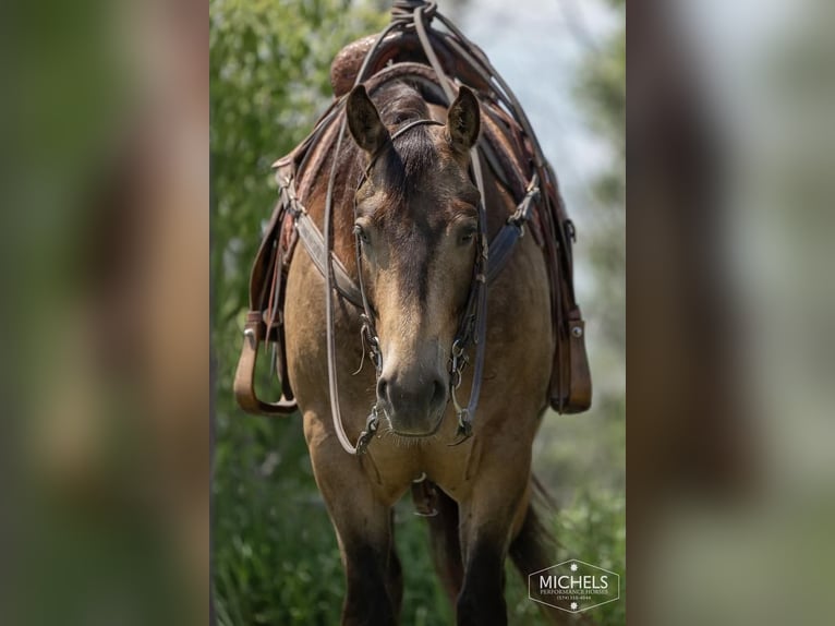 American Quarter Horse Castrone 5 Anni 155 cm Pelle di daino in River Falls, WI