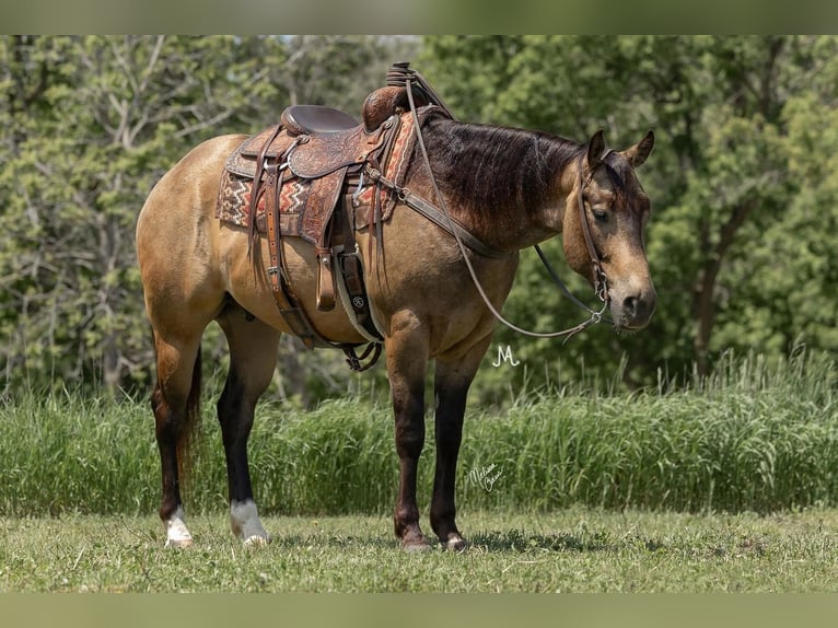 American Quarter Horse Castrone 5 Anni 155 cm Pelle di daino in River Falls, WI