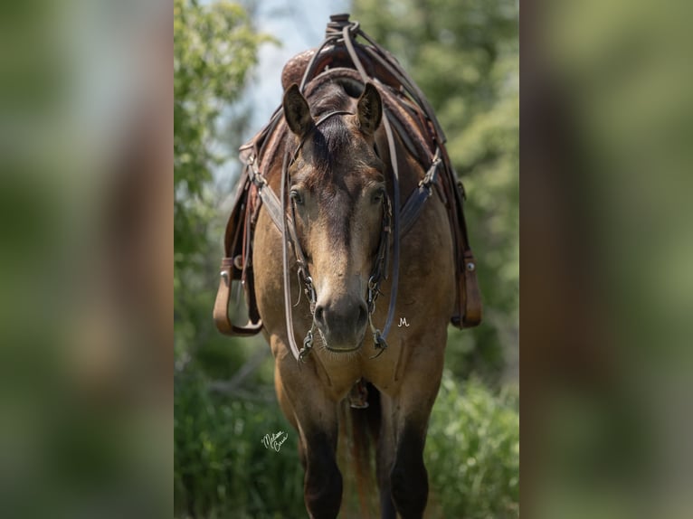 American Quarter Horse Castrone 5 Anni 155 cm Pelle di daino in River Falls, WI