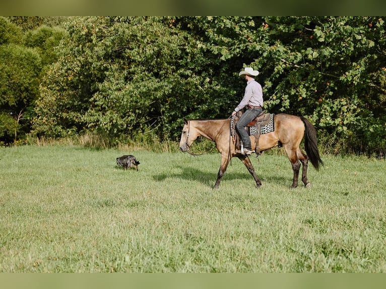 American Quarter Horse Castrone 5 Anni 155 cm Pelle di daino in Dalton, OH
