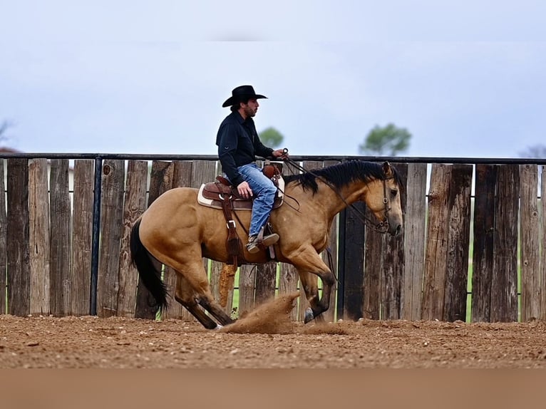 American Quarter Horse Castrone 5 Anni 155 cm Pelle di daino in Waco