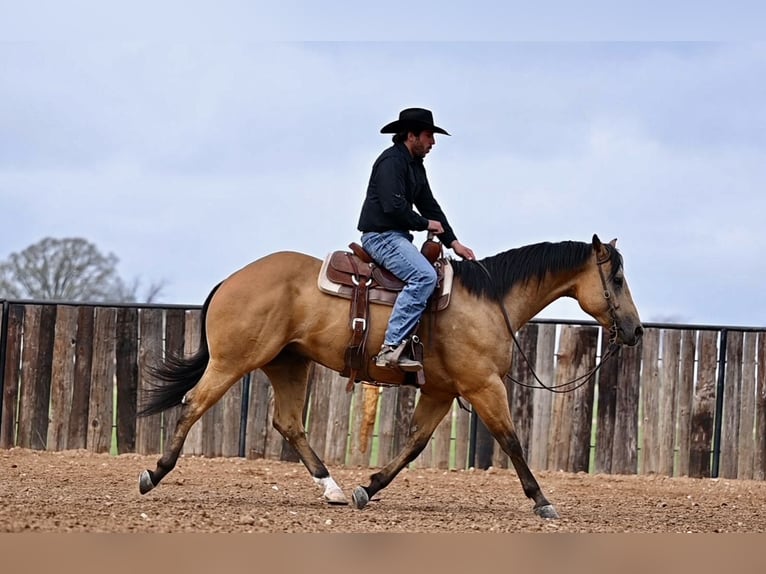 American Quarter Horse Castrone 5 Anni 155 cm Pelle di daino in Waco