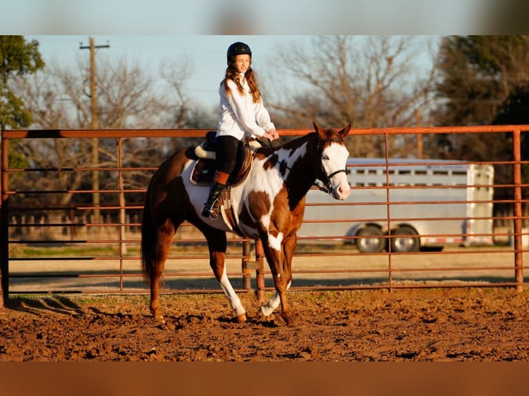 American Quarter Horse Mix Castrone 5 Anni 155 cm in Weatherford, TX