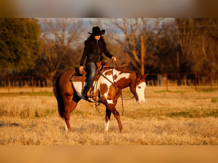 American Quarter Horse Mix Castrone 5 Anni 155 cm in Weatherford, TX