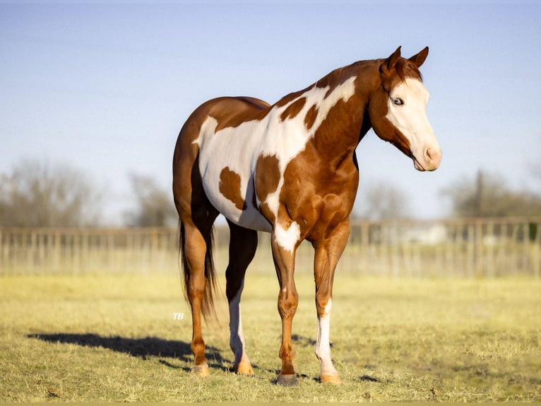 American Quarter Horse Mix Castrone 5 Anni 155 cm in Weatherford, TX