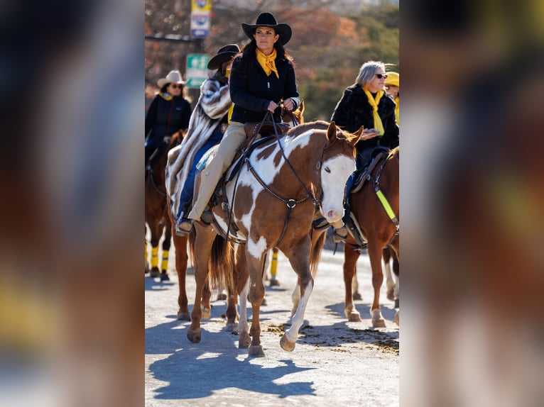 American Quarter Horse Mix Castrone 5 Anni 155 cm in Weatherford, TX