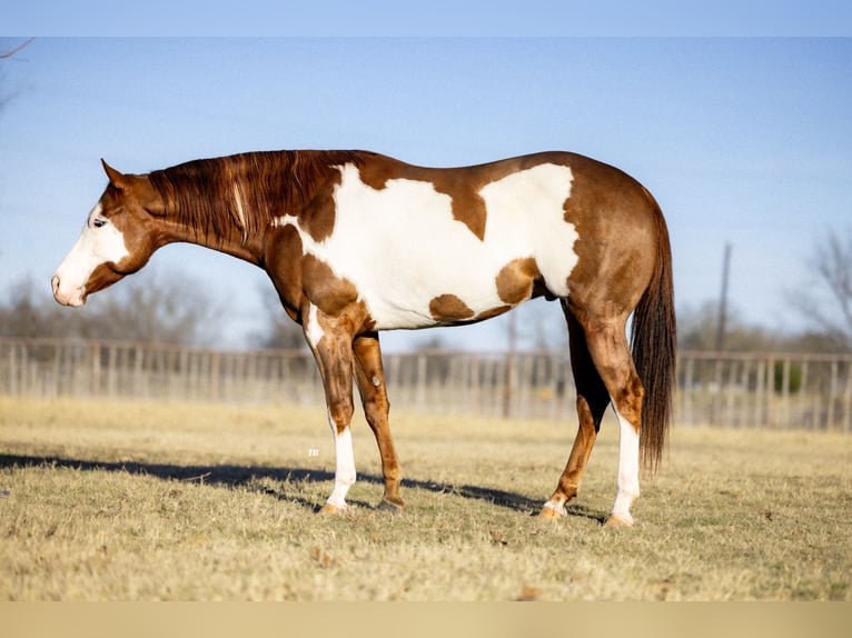 American Quarter Horse Mix Castrone 5 Anni 155 cm in Weatherford, TX