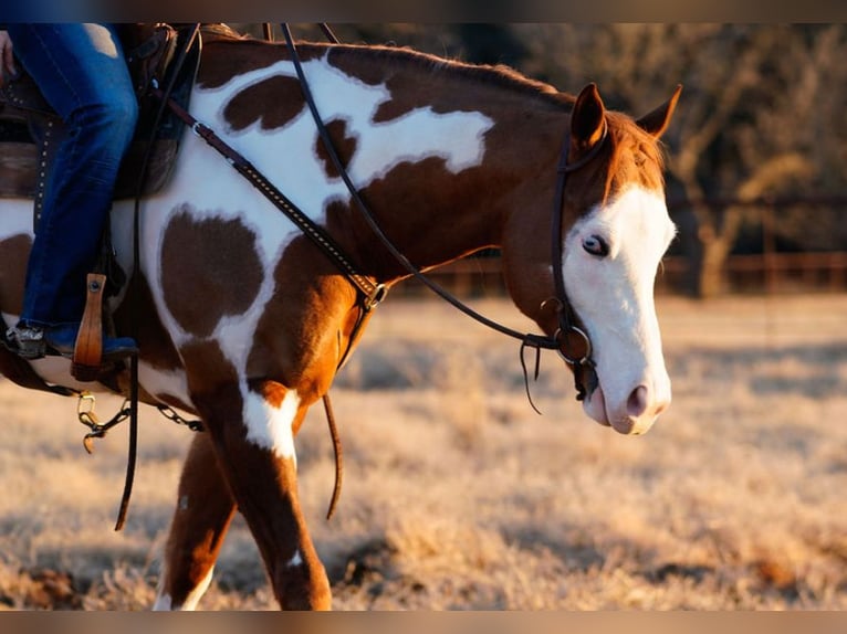 American Quarter Horse Mix Castrone 5 Anni 155 cm in Weatherford, TX