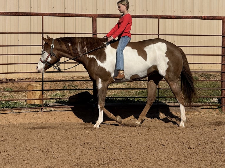 American Quarter Horse Mix Castrone 5 Anni 155 cm in Weatherford, TX