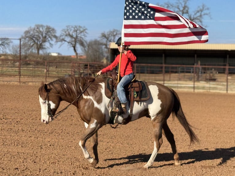 American Quarter Horse Mix Castrone 5 Anni 155 cm in Weatherford, TX