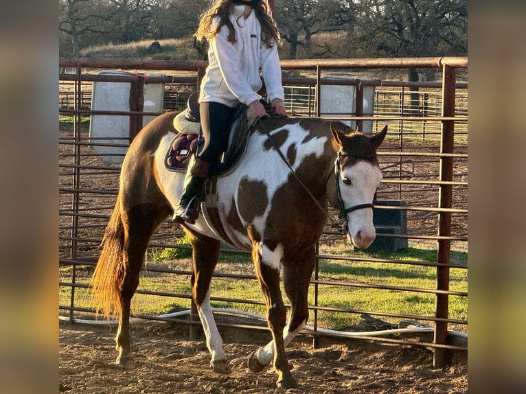 American Quarter Horse Mix Castrone 5 Anni 155 cm in Weatherford, TX